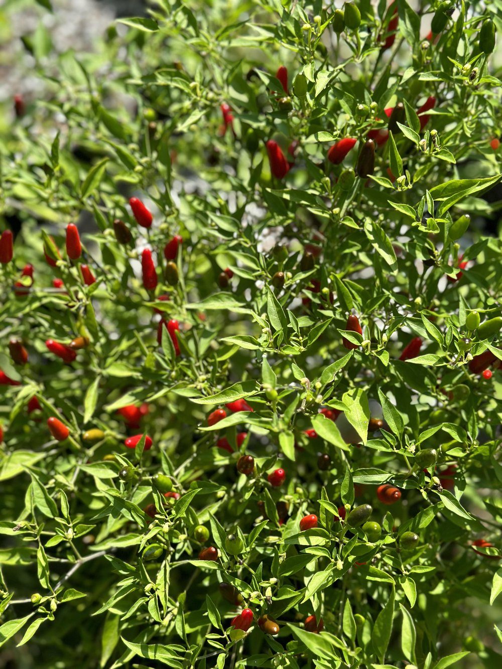 Peppers growing in a Minnesota field