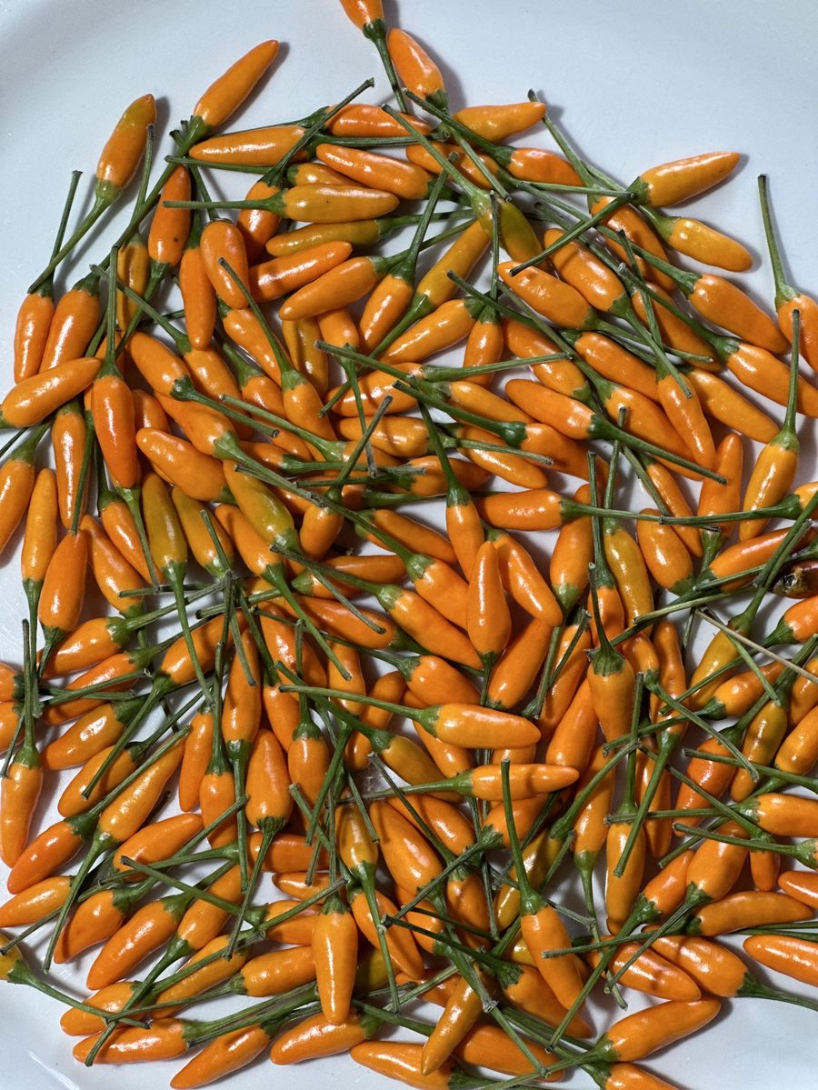 Wild Zing yellow pequín vinegar